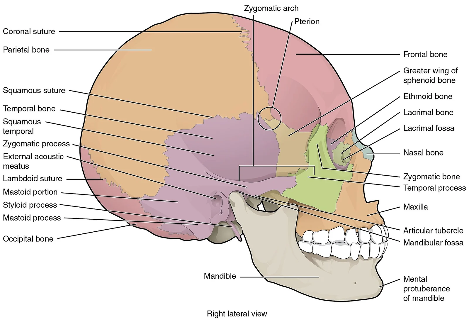 Lateral view of the skull.