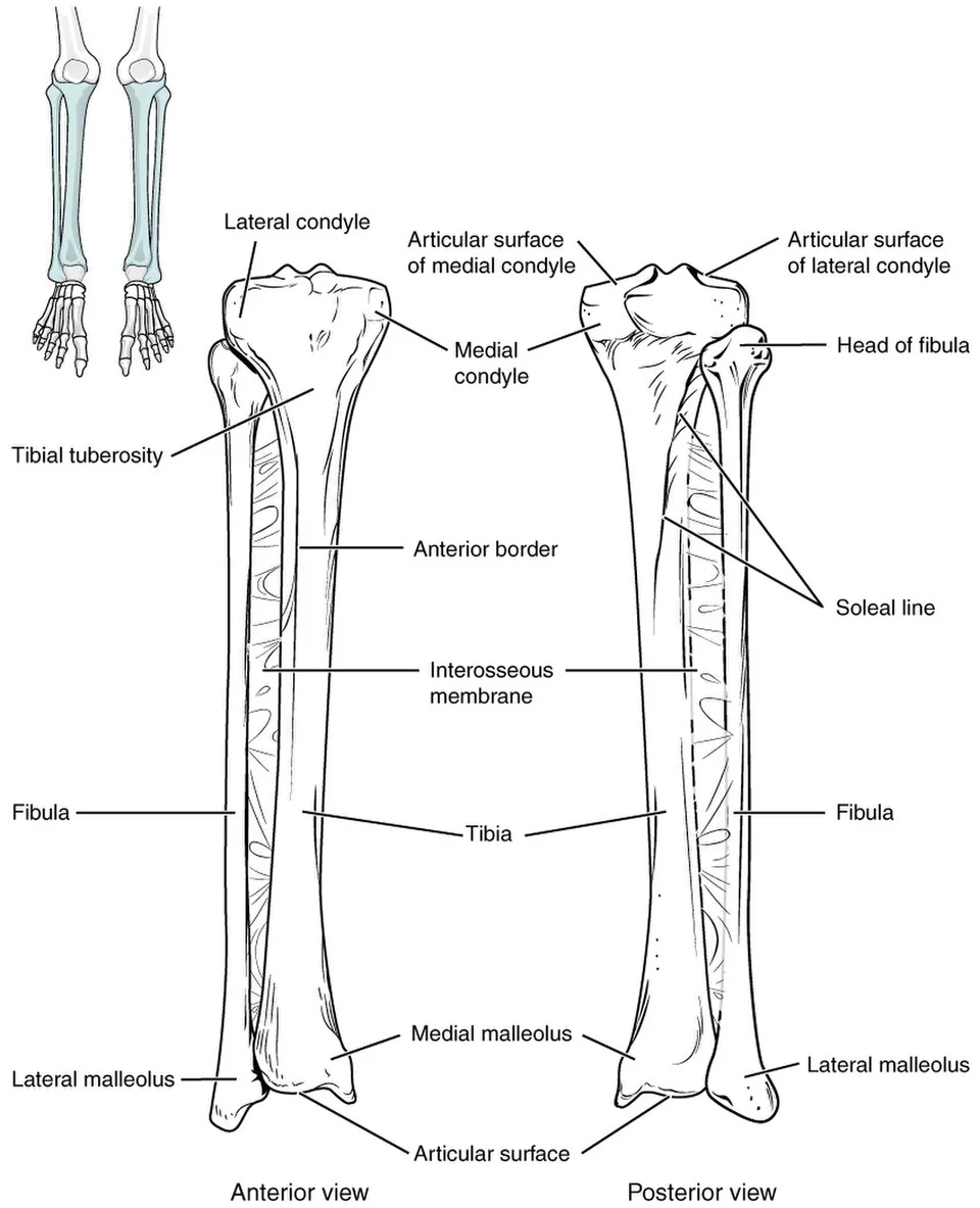 The tibia and fibula.