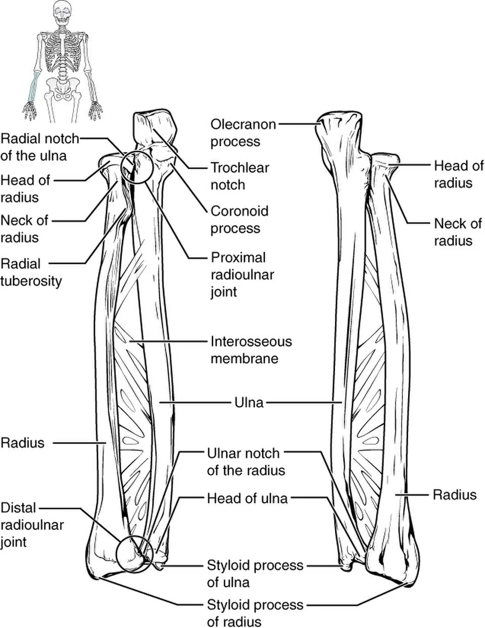 The ulna and radius.