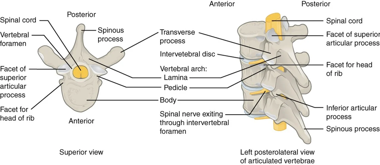 A typical vertebra (thoracic) and articulated vertebrae.