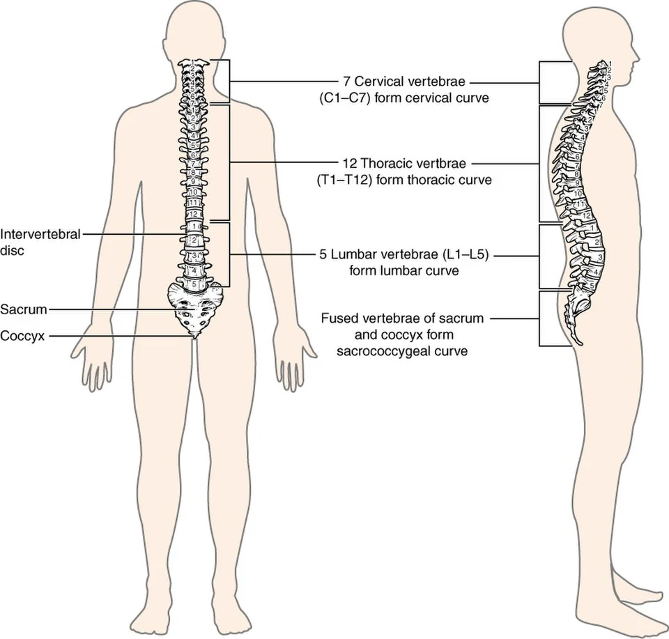 Regions and curvatures of the vertebral column.
