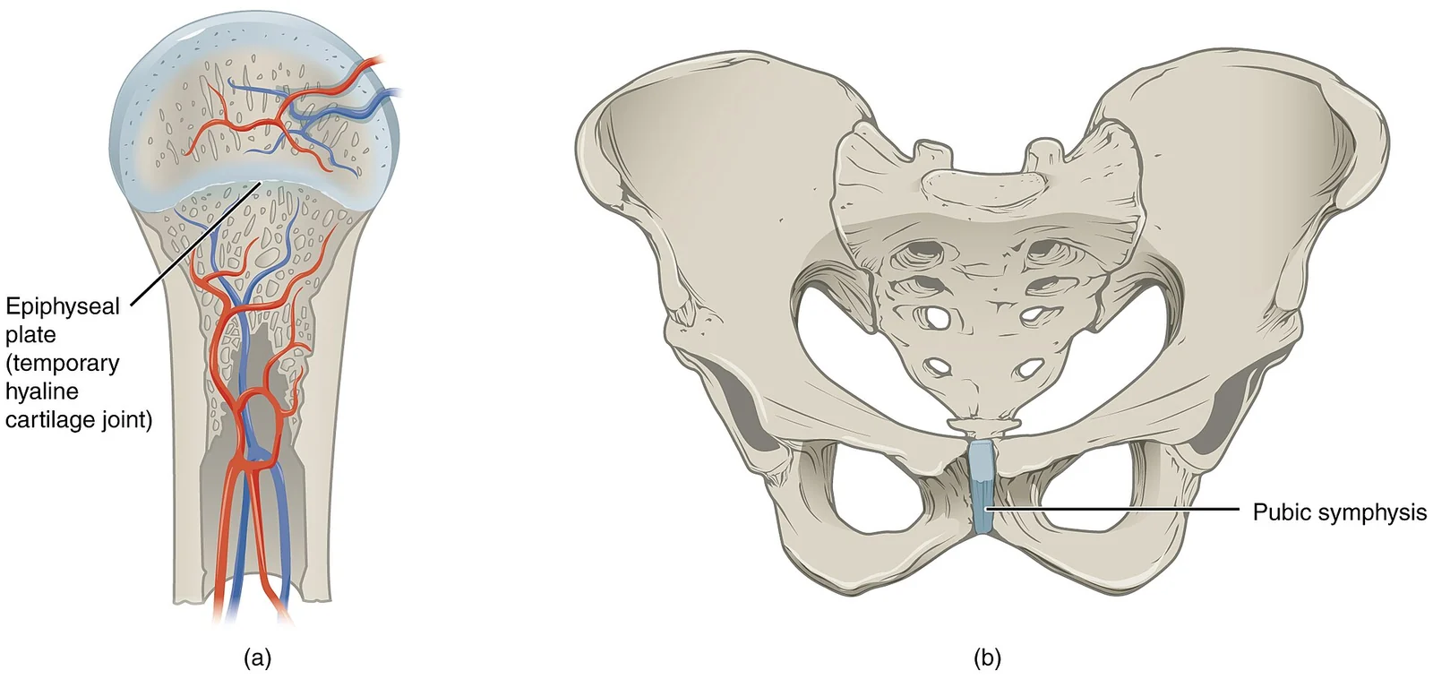 Cartilaginous joints.