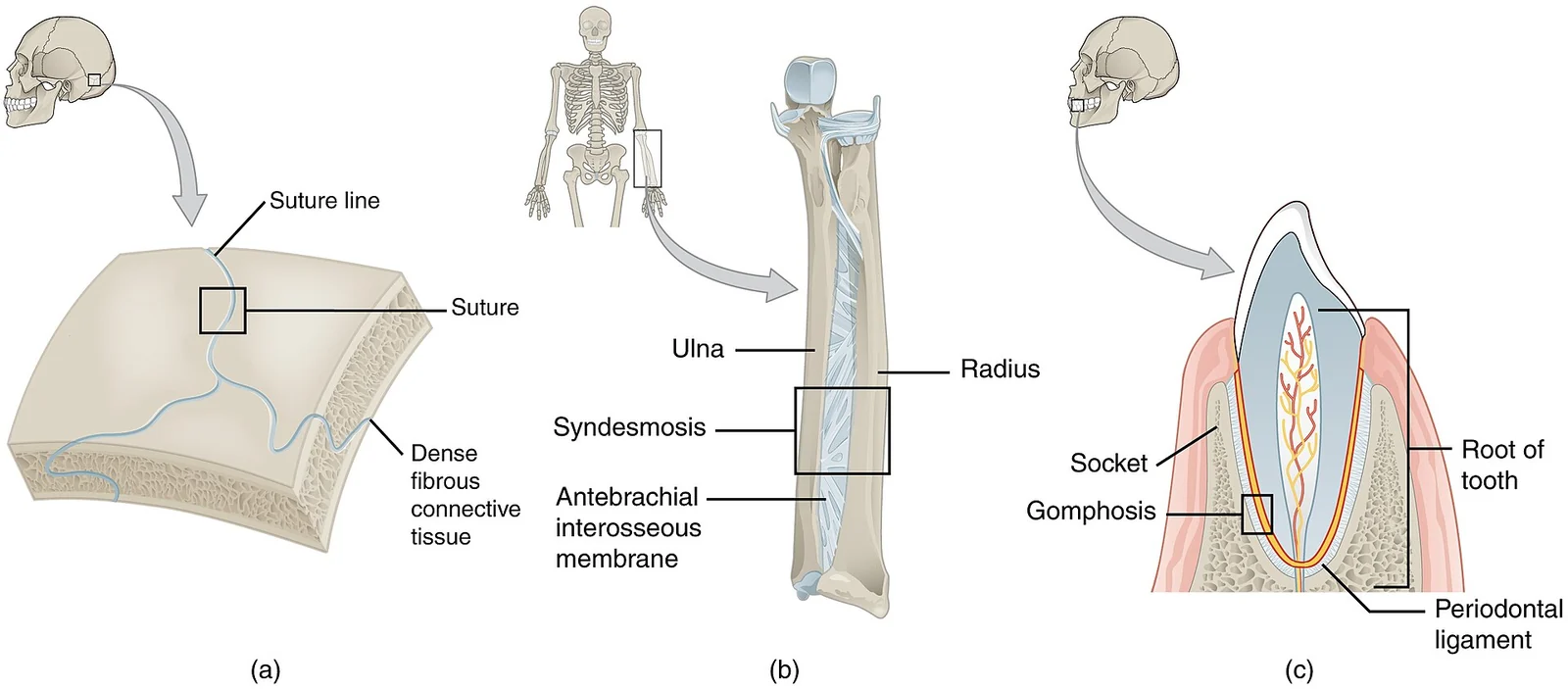 Fibrous joints: sutures, syndesmoses and gomphoses.