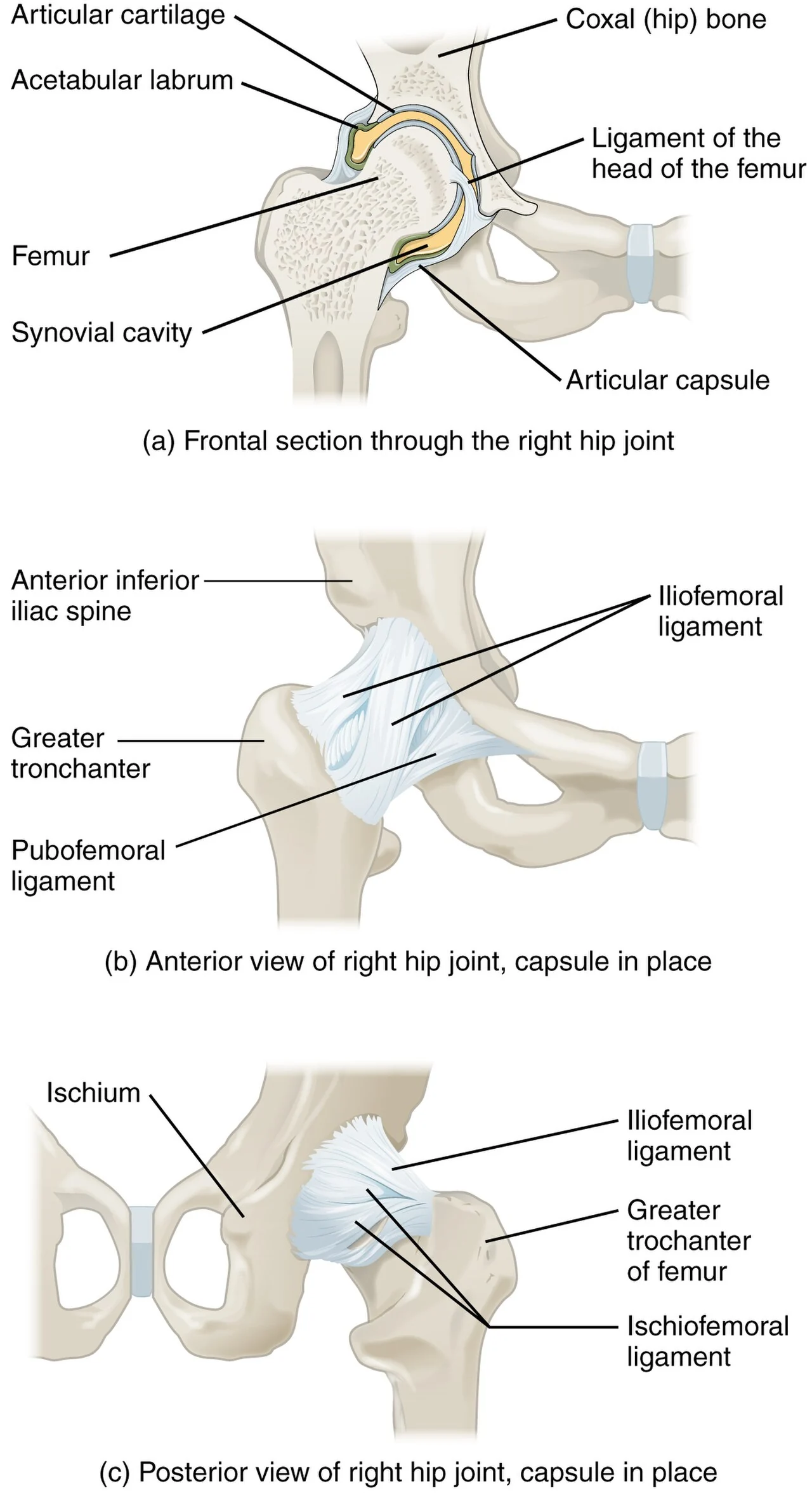 The hip joint.