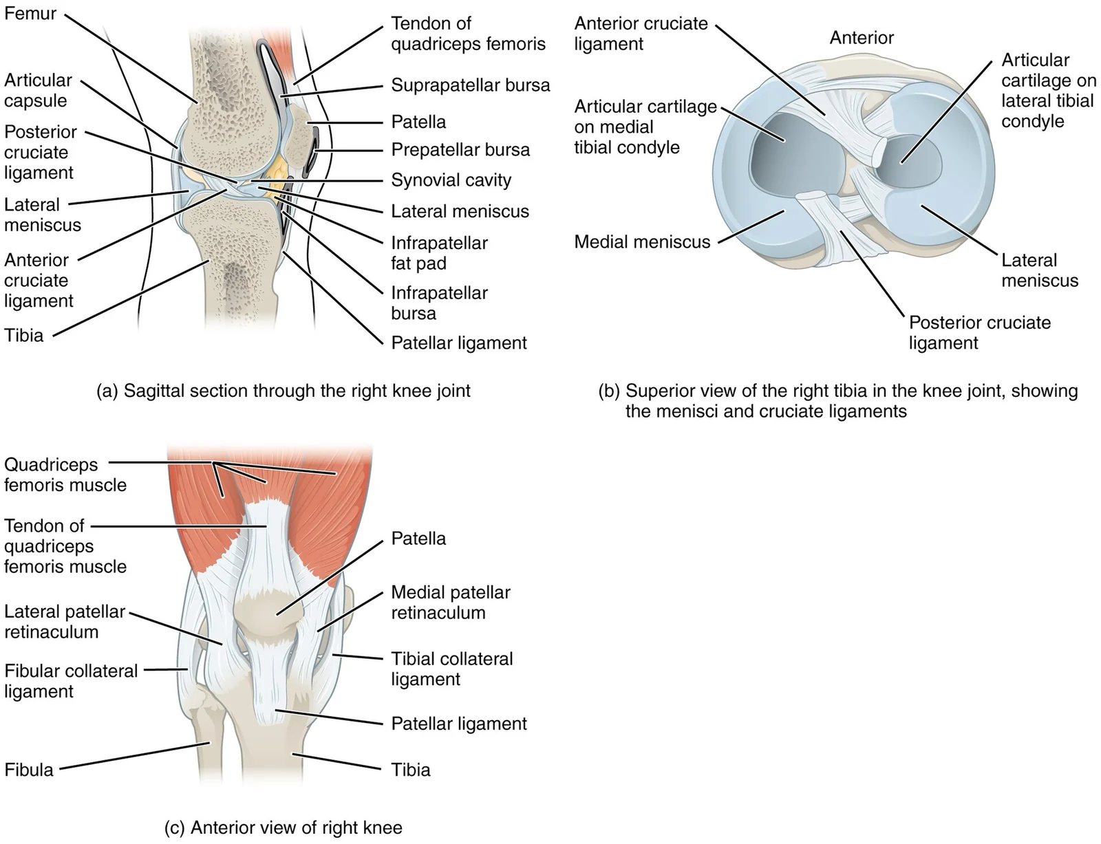 The knee joint.