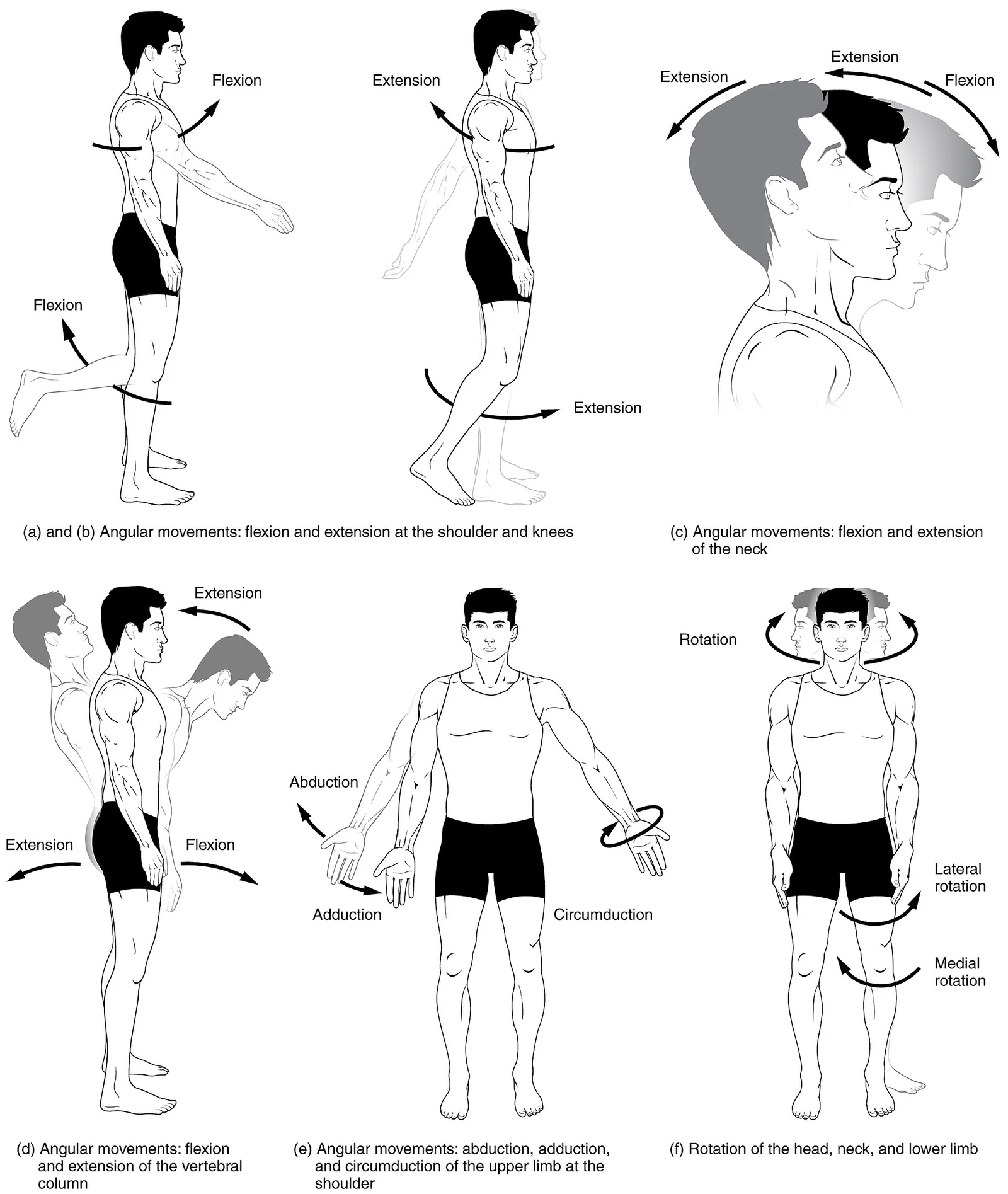 Flexion, extension, hyperextension, abduction, adduction and circumduction.