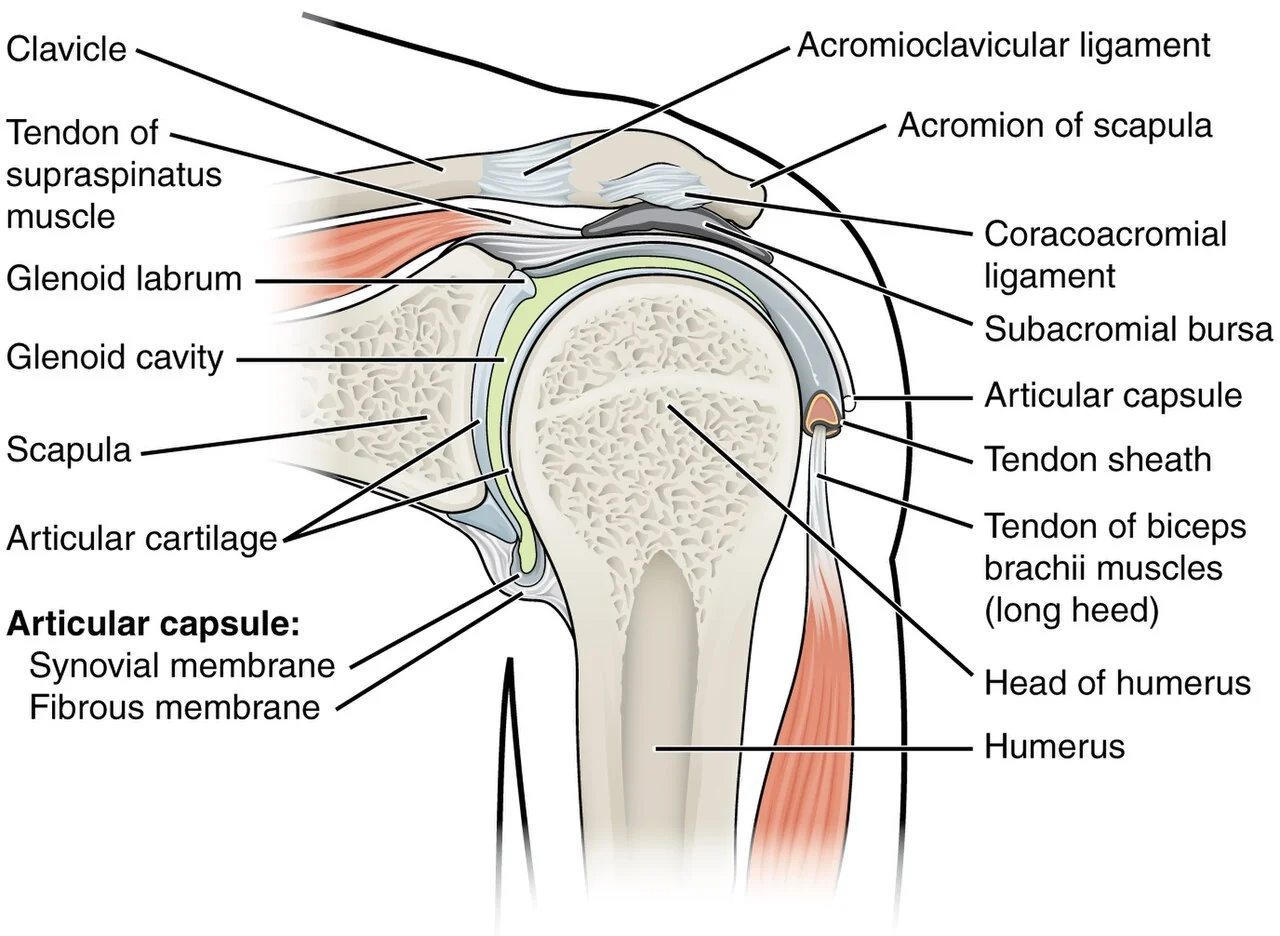 The shoulder (glenohumeral) joint.