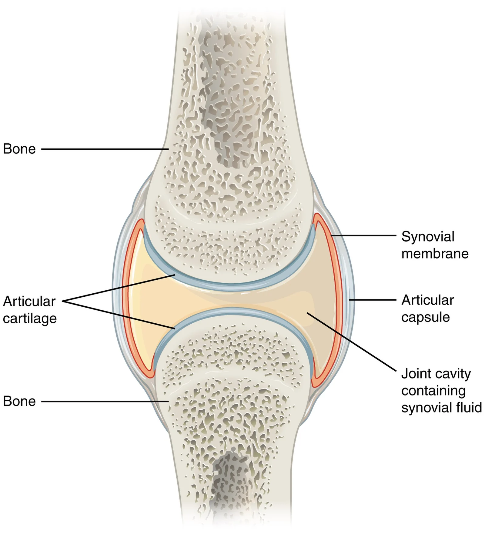 Structure of a typical synovial joint.