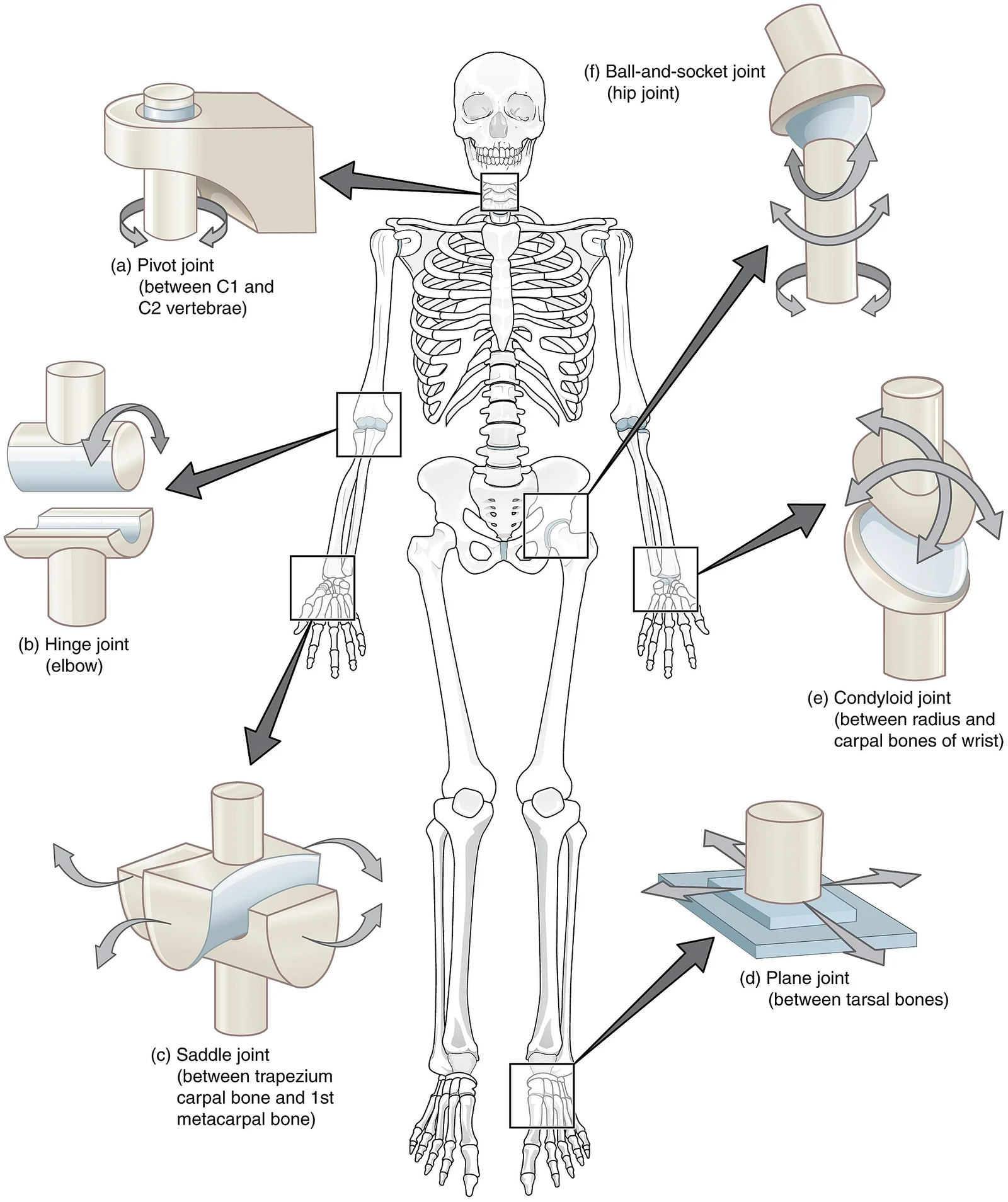 The six types of synovial joints.