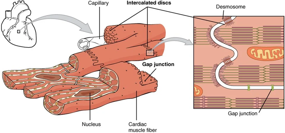 Cardiac muscle cells and intercalated discs.