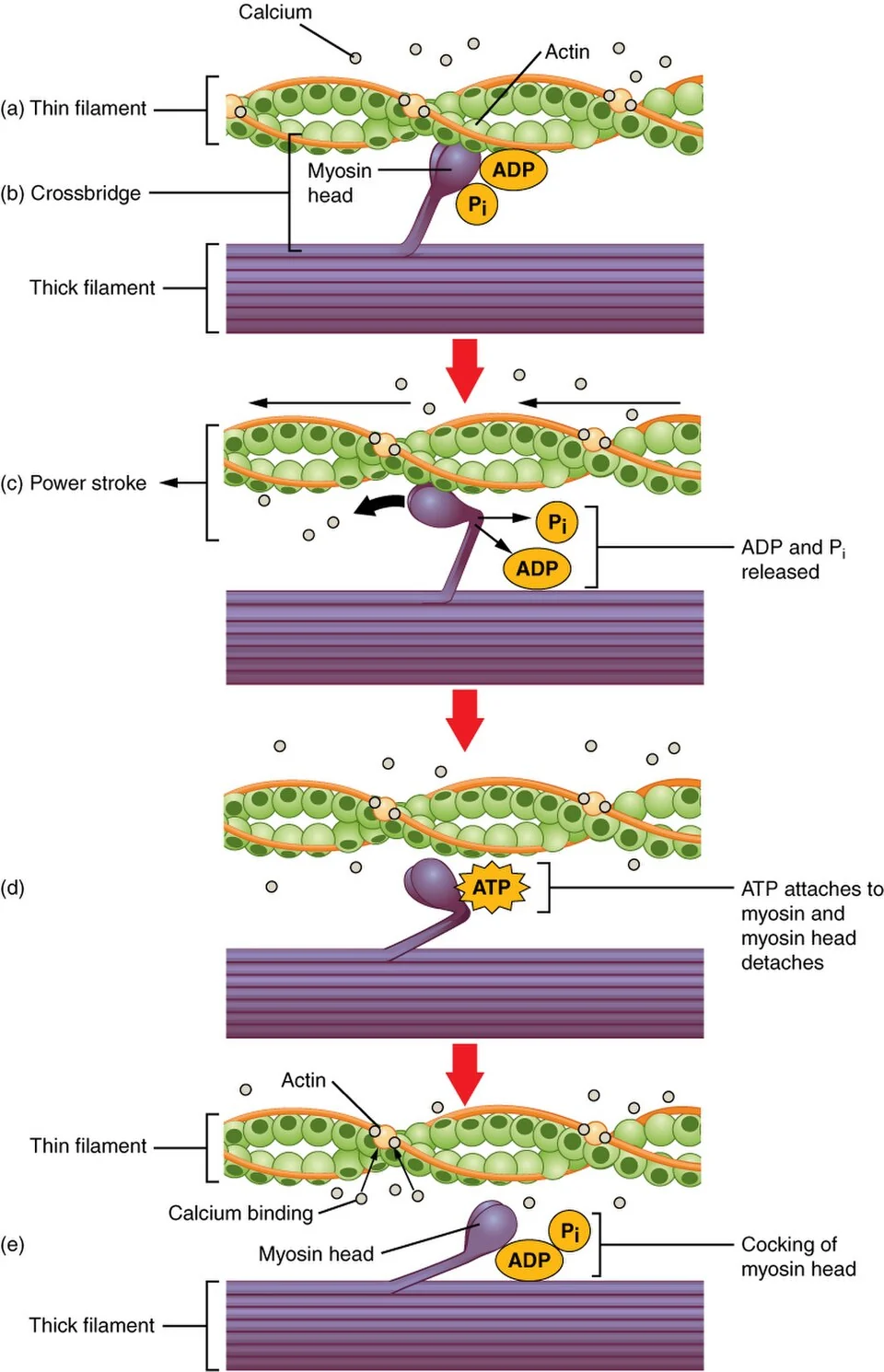 The cross-bridge cycle.
