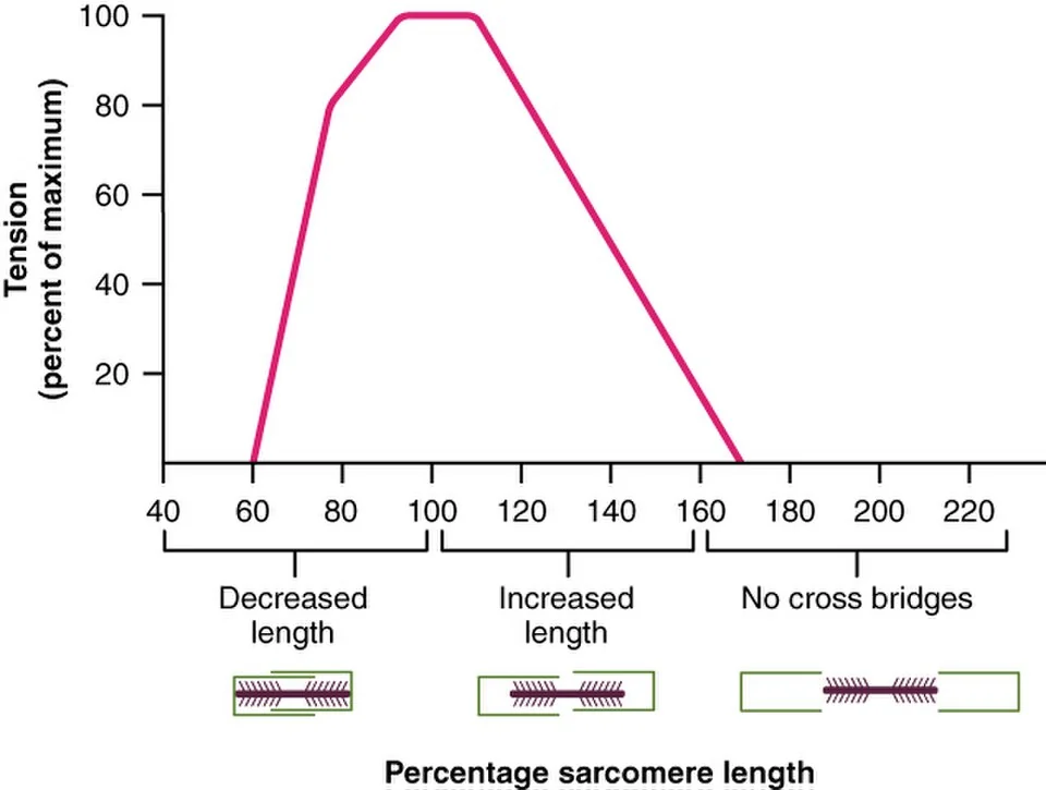Length–tension relationship: maximal force at 80–120% of resting length.