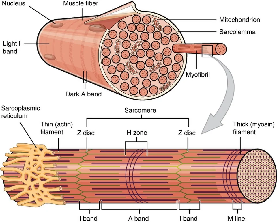 A skeletal muscle fiber, myofibrils and sarcomeres.