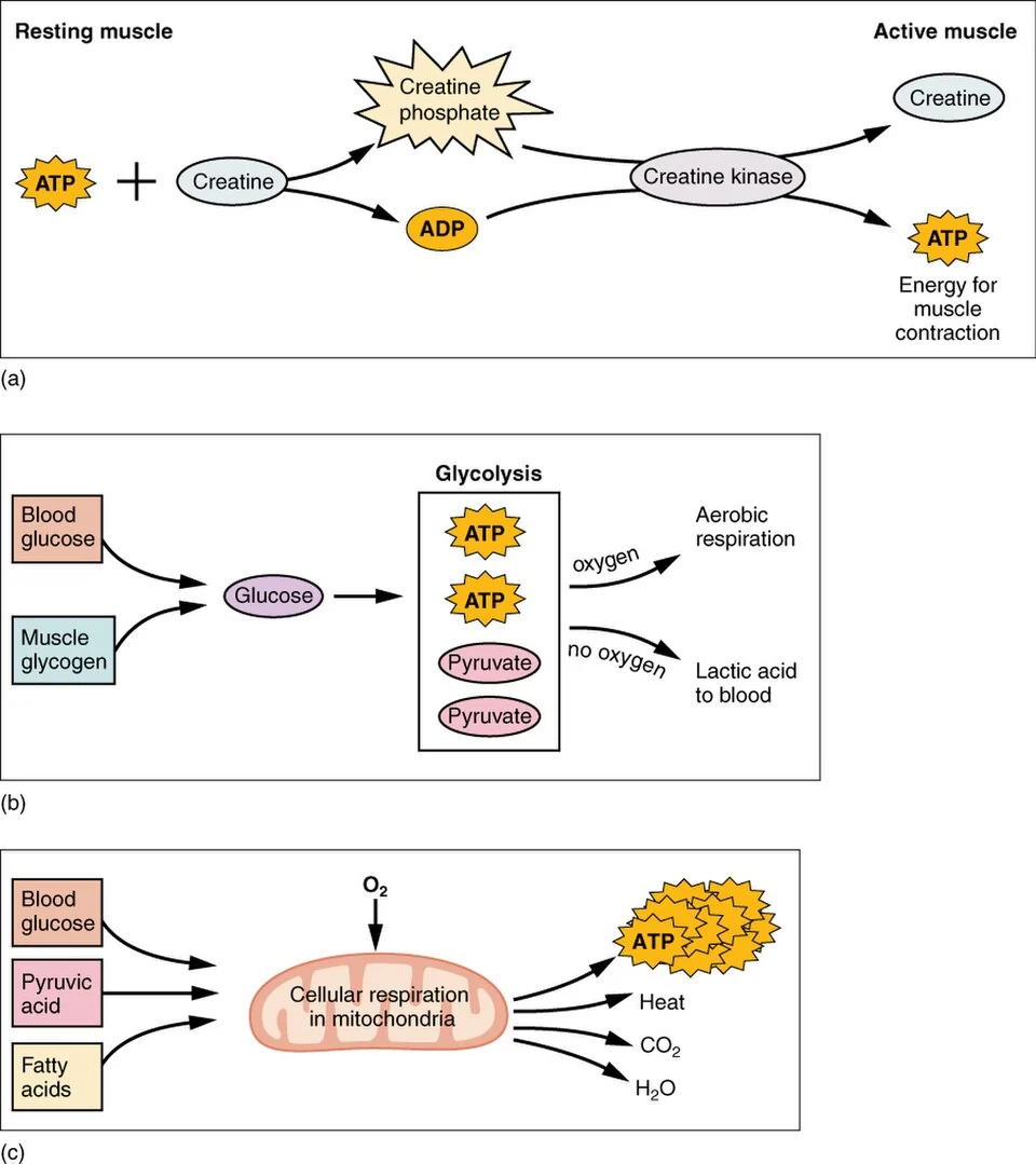 Three pathways that regenerate ATP for contraction.