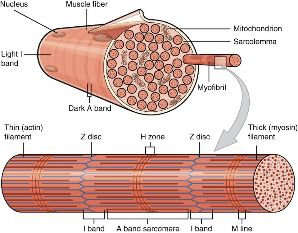 From whole muscle to myofilaments.