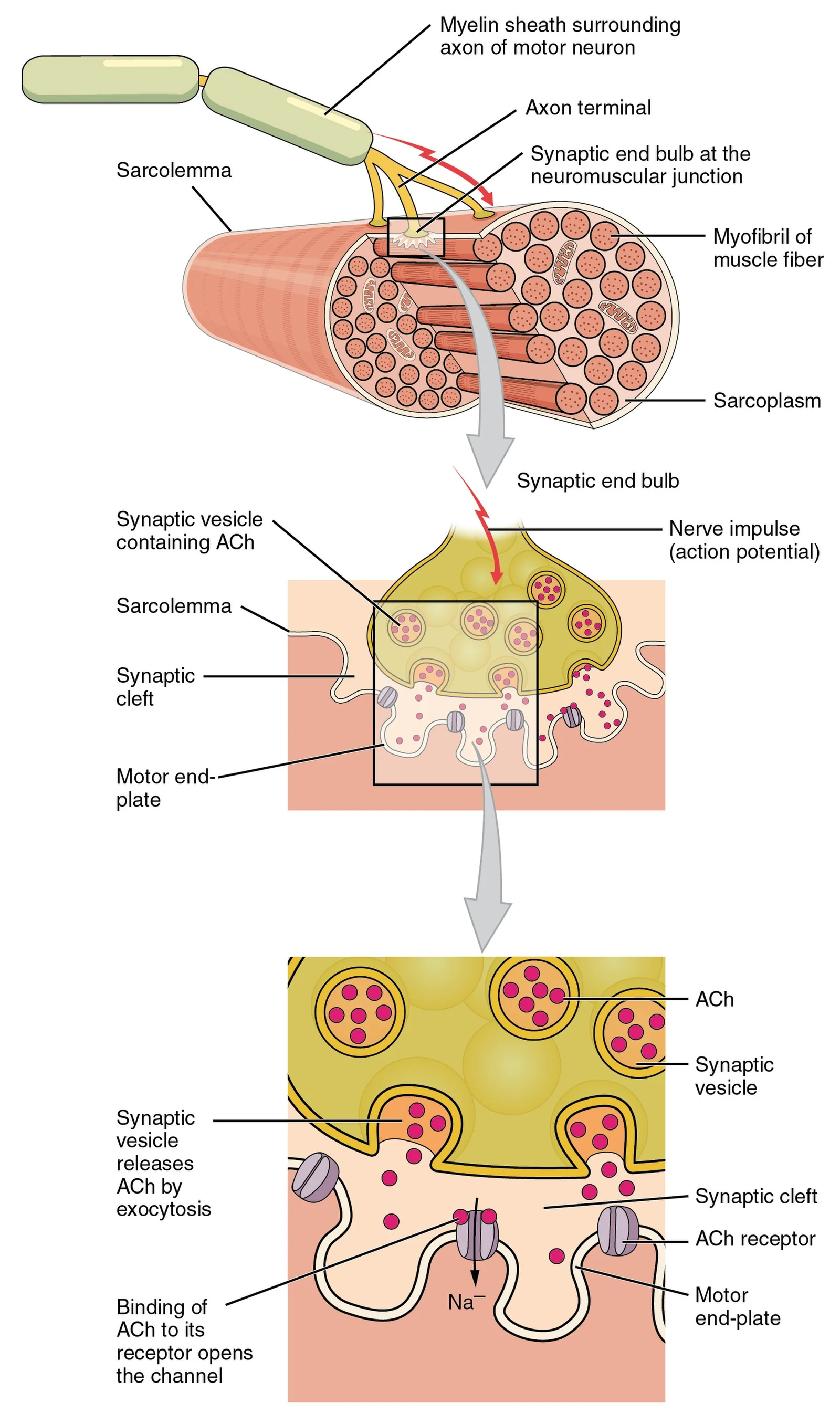 The neuromuscular junction.