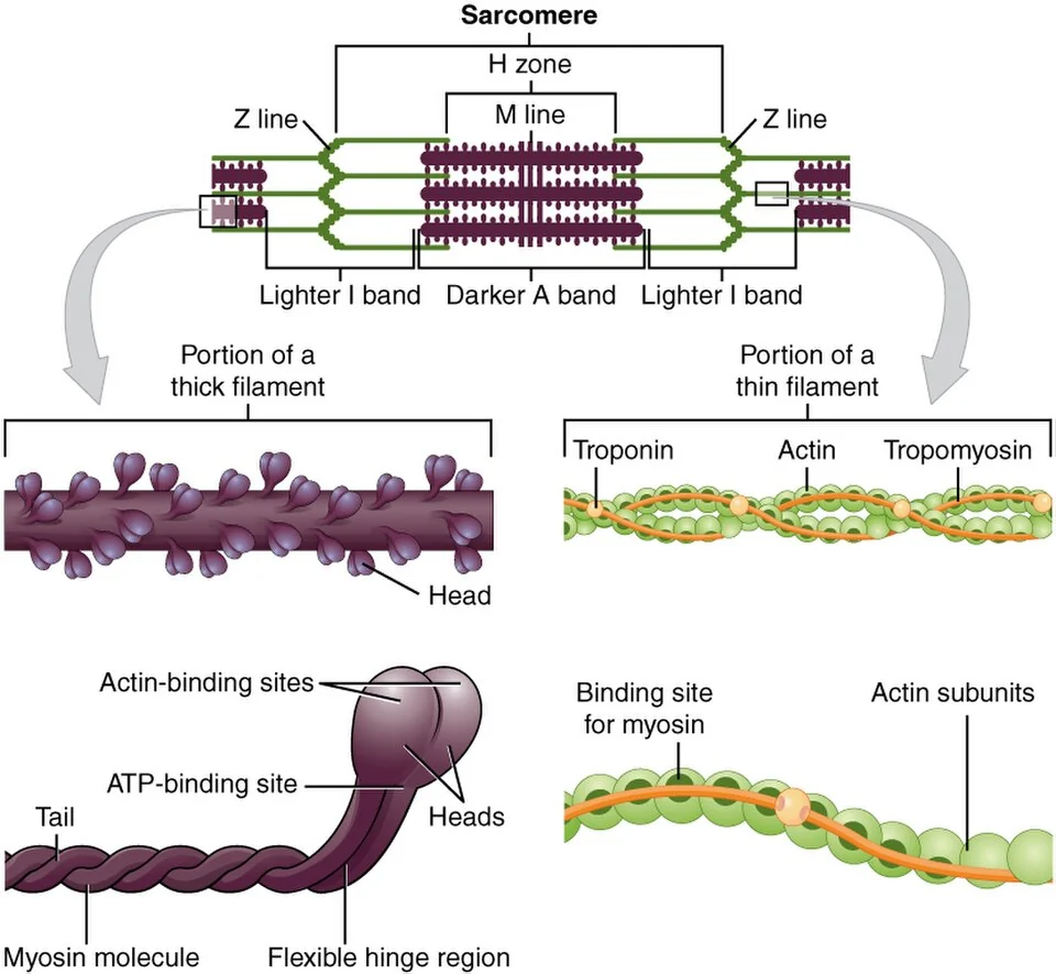Thick and thin filaments: myosin heads; actin, tropomyosin and troponin.