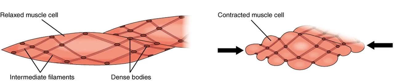 Smooth muscle contraction: dense bodies pull the cell into a corkscrew.