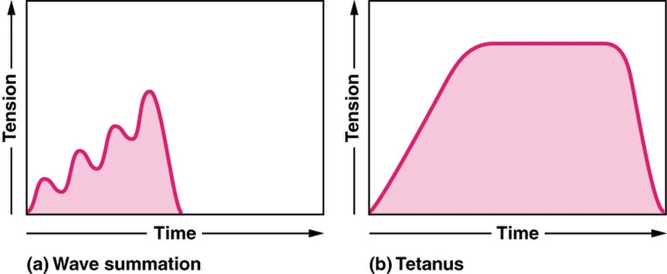 Wave summation and tetanus.