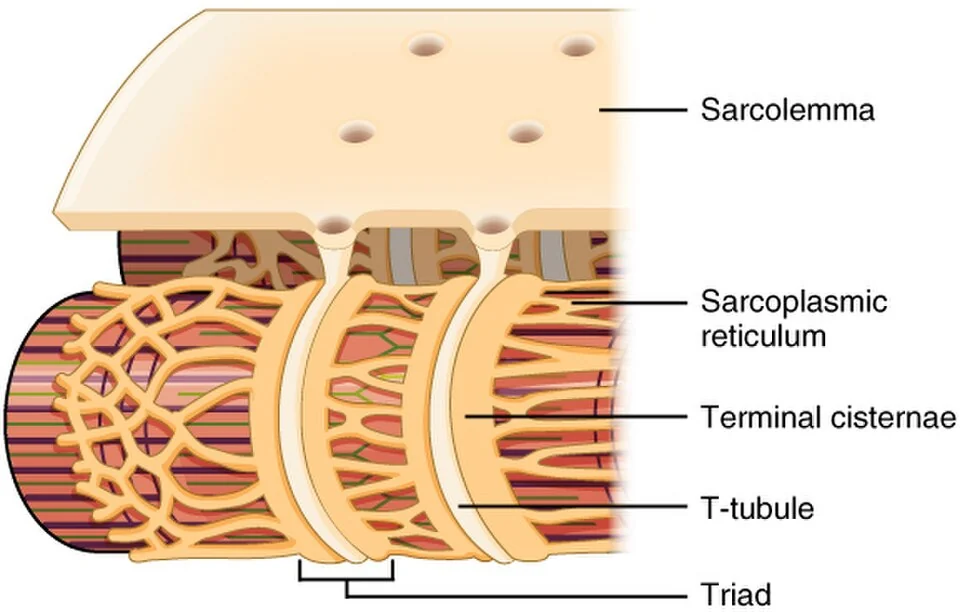 T tubules and the sarcoplasmic reticulum form triads.