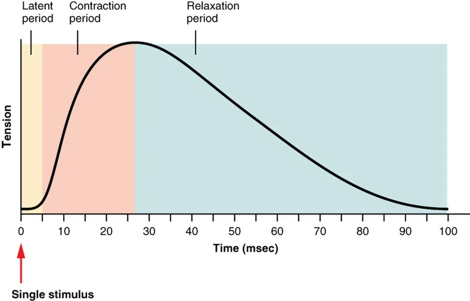 A muscle twitch: latent, contraction and relaxation periods.