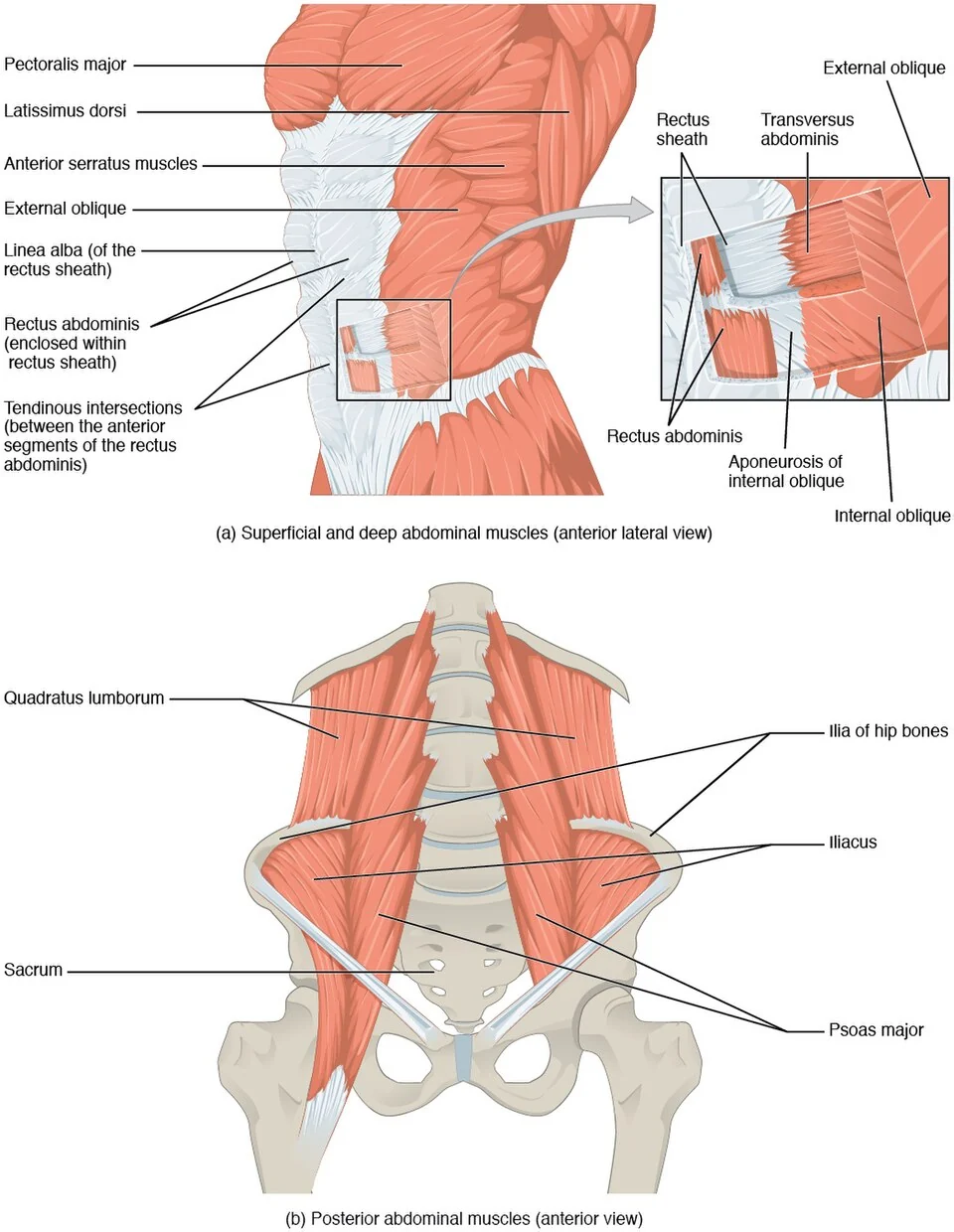 Muscles of the abdominal wall.
