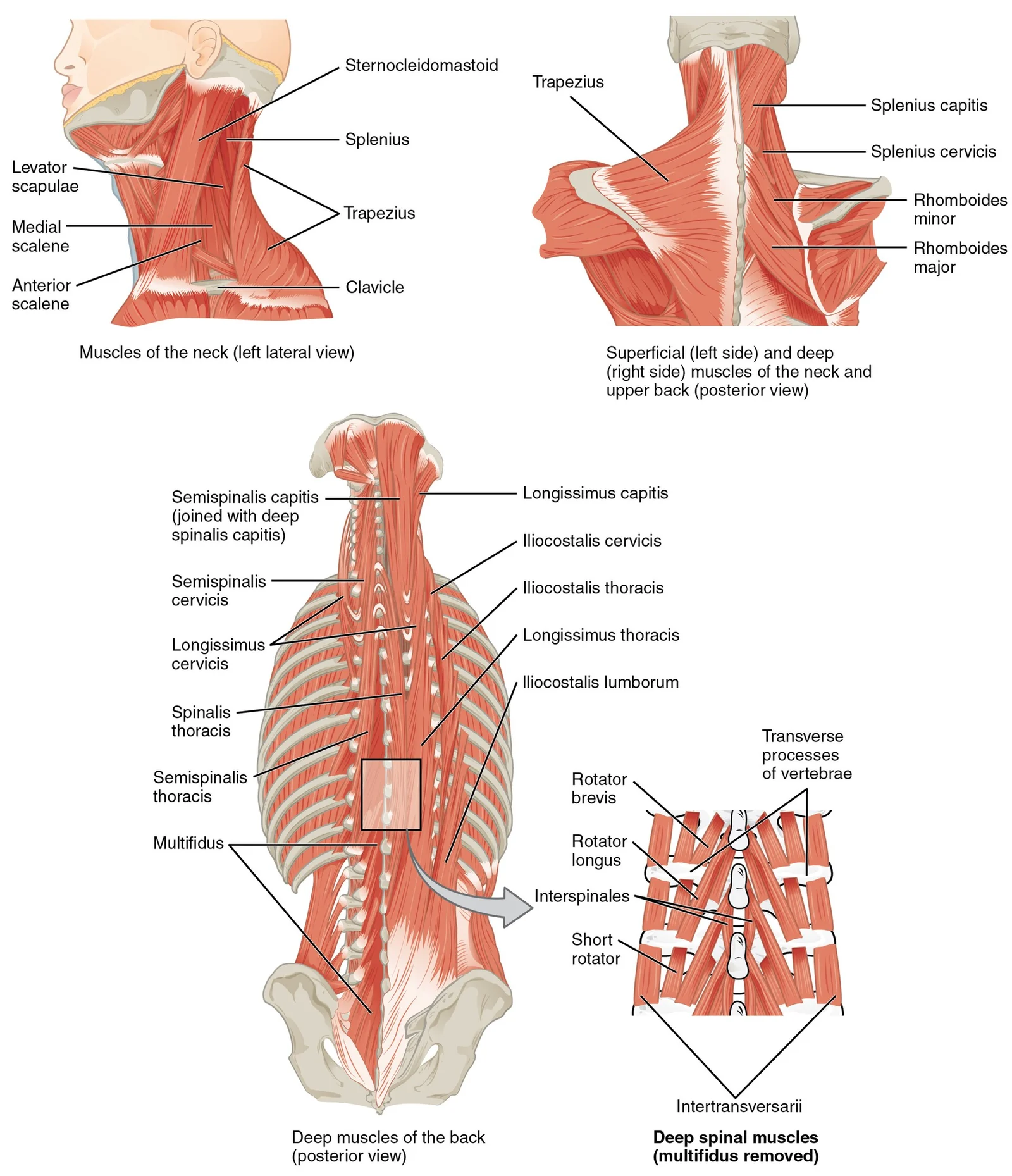 Muscles of the neck and back.