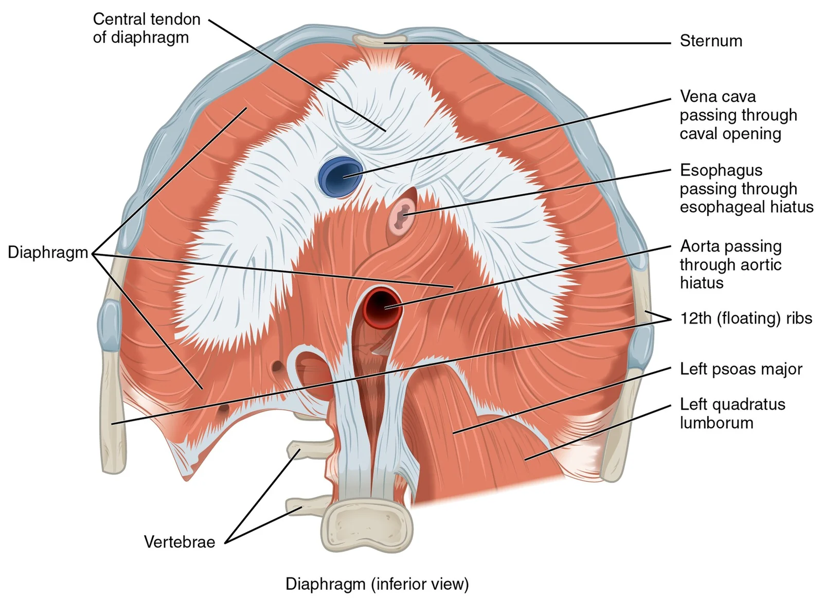 The diaphragm (inferior view).