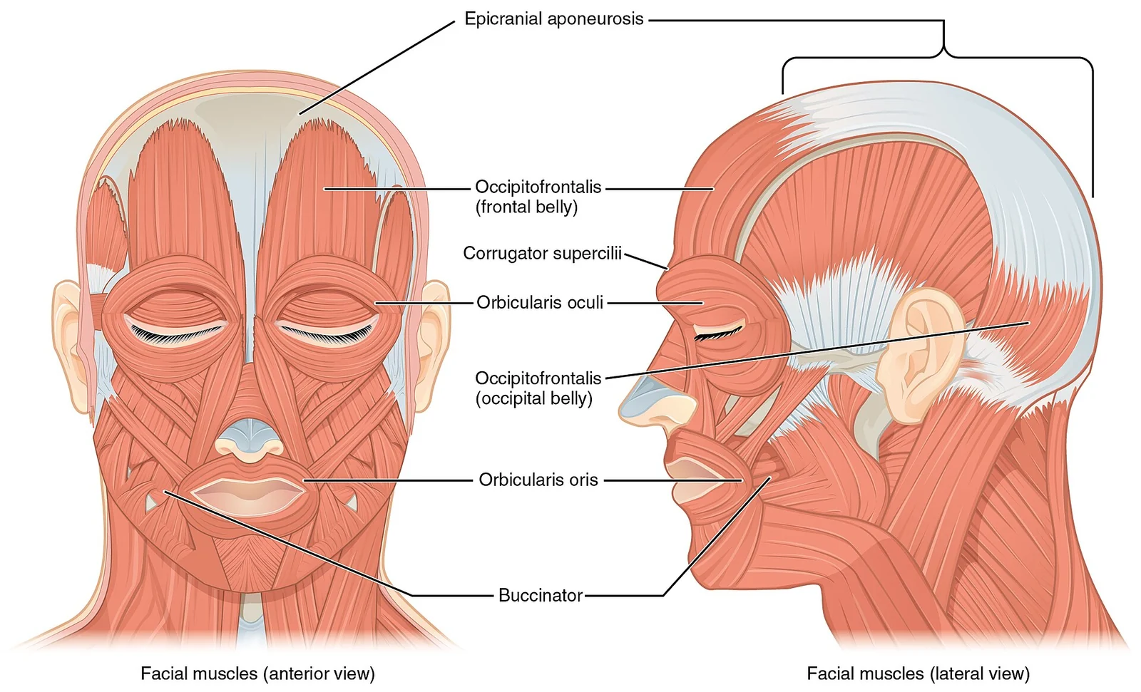 Muscles of facial expression.