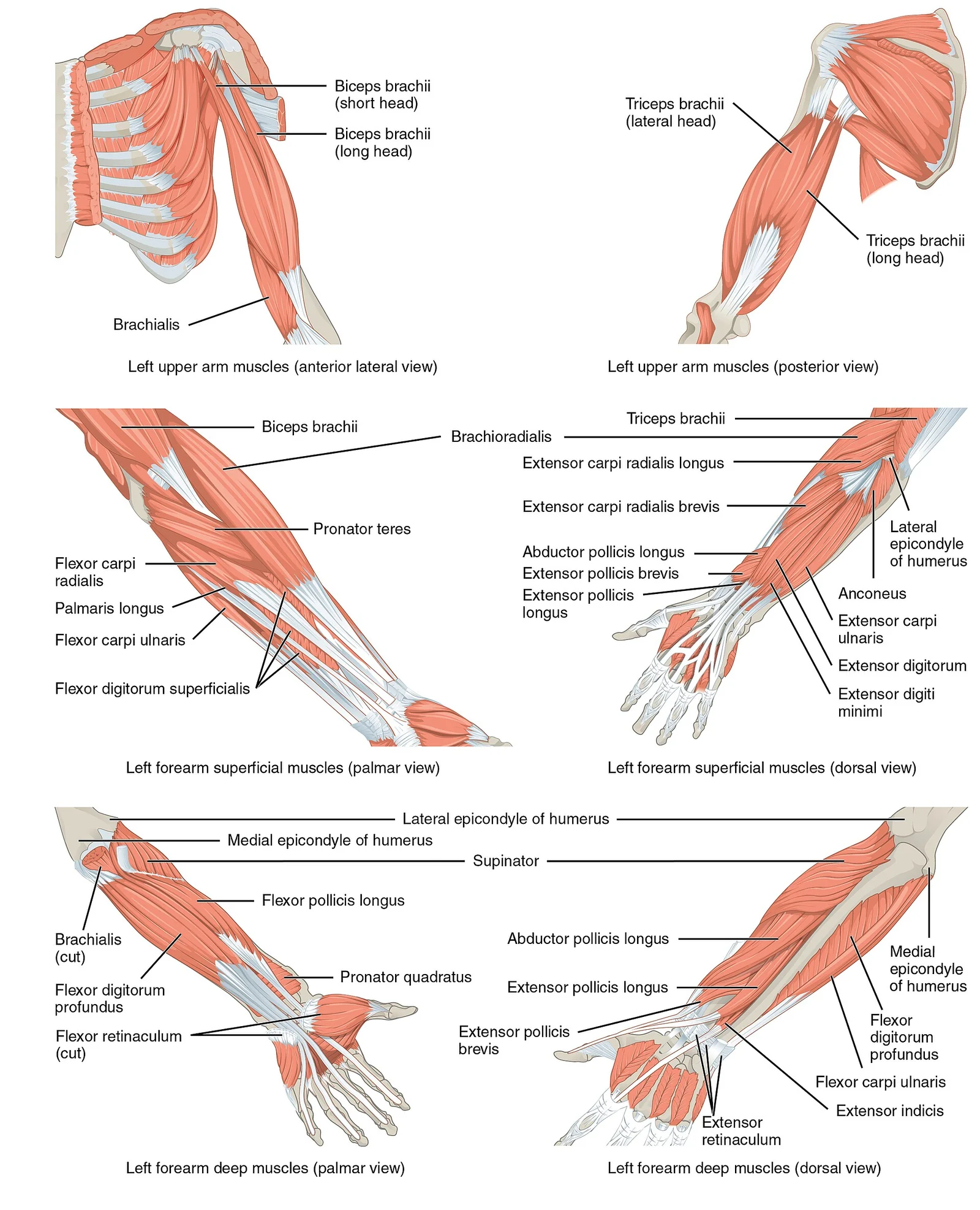 Muscles of the arm and forearm.
