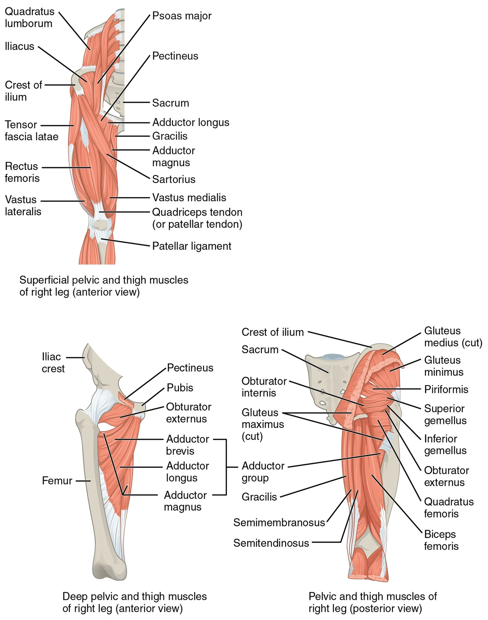 Muscles of the pelvis and thigh.
