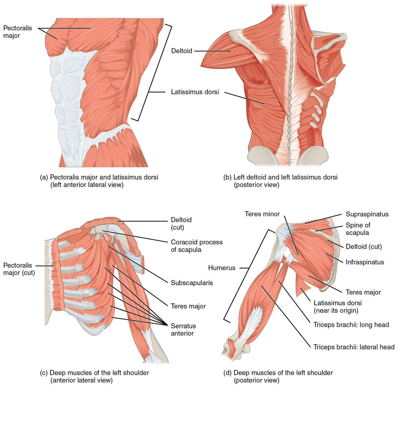 Muscles that move the arm (humerus).