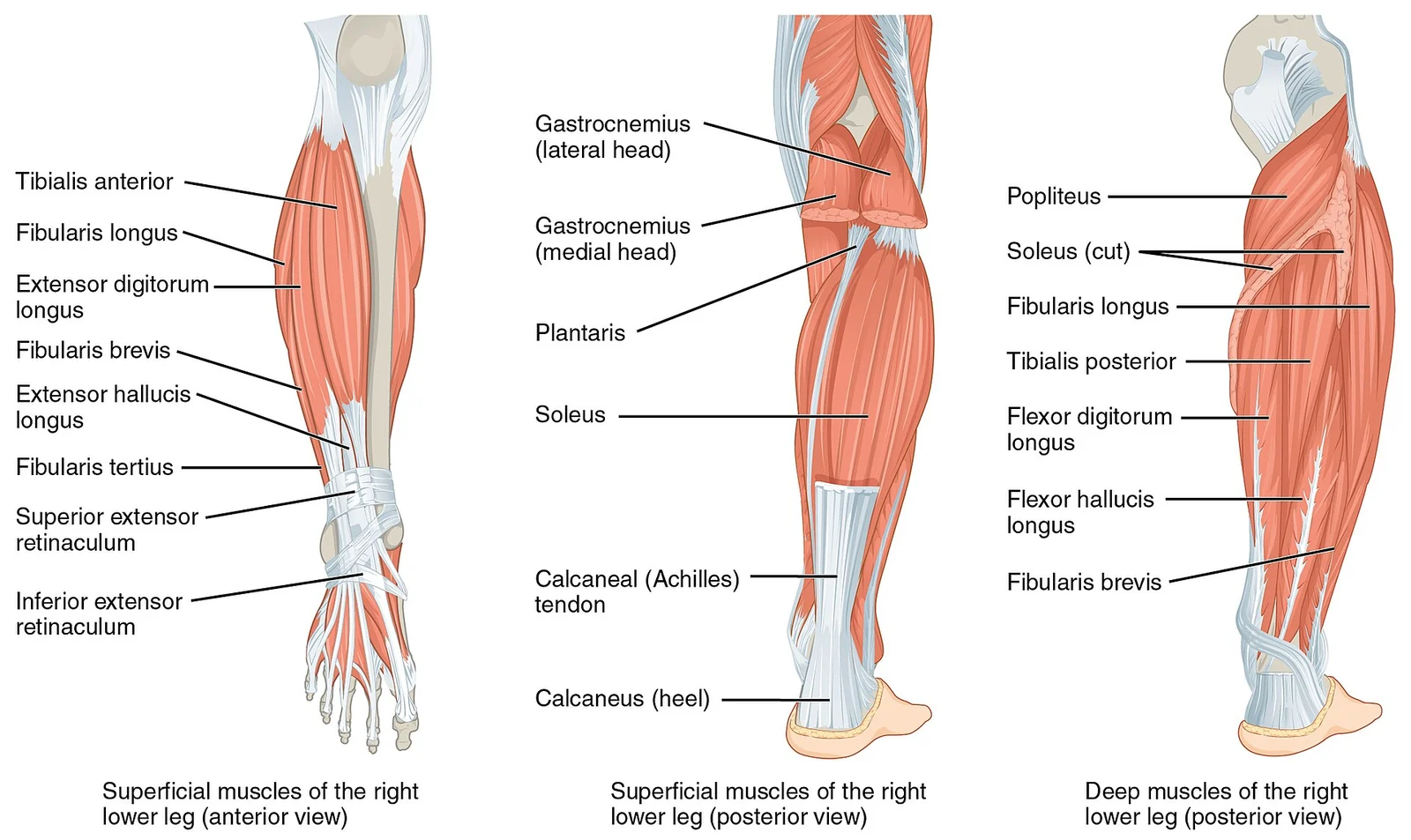 Muscles of the leg.