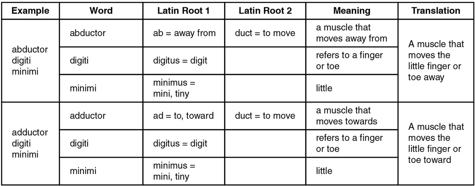 Decoding Latin muscle names.