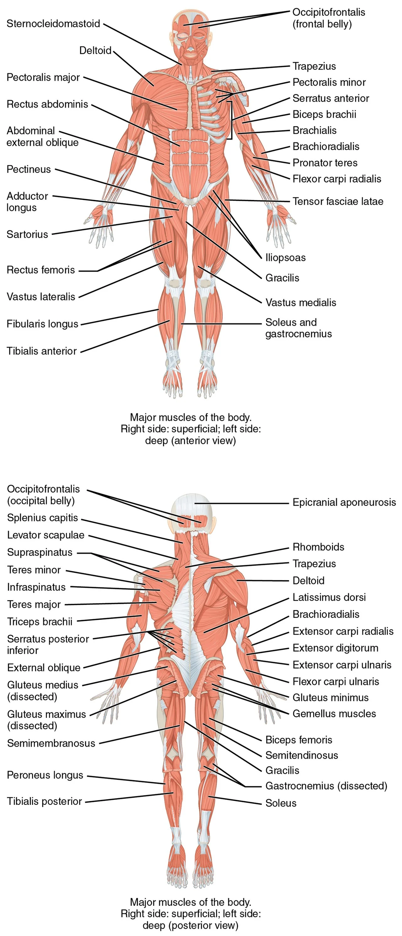 Major superficial and deep muscles of the body.