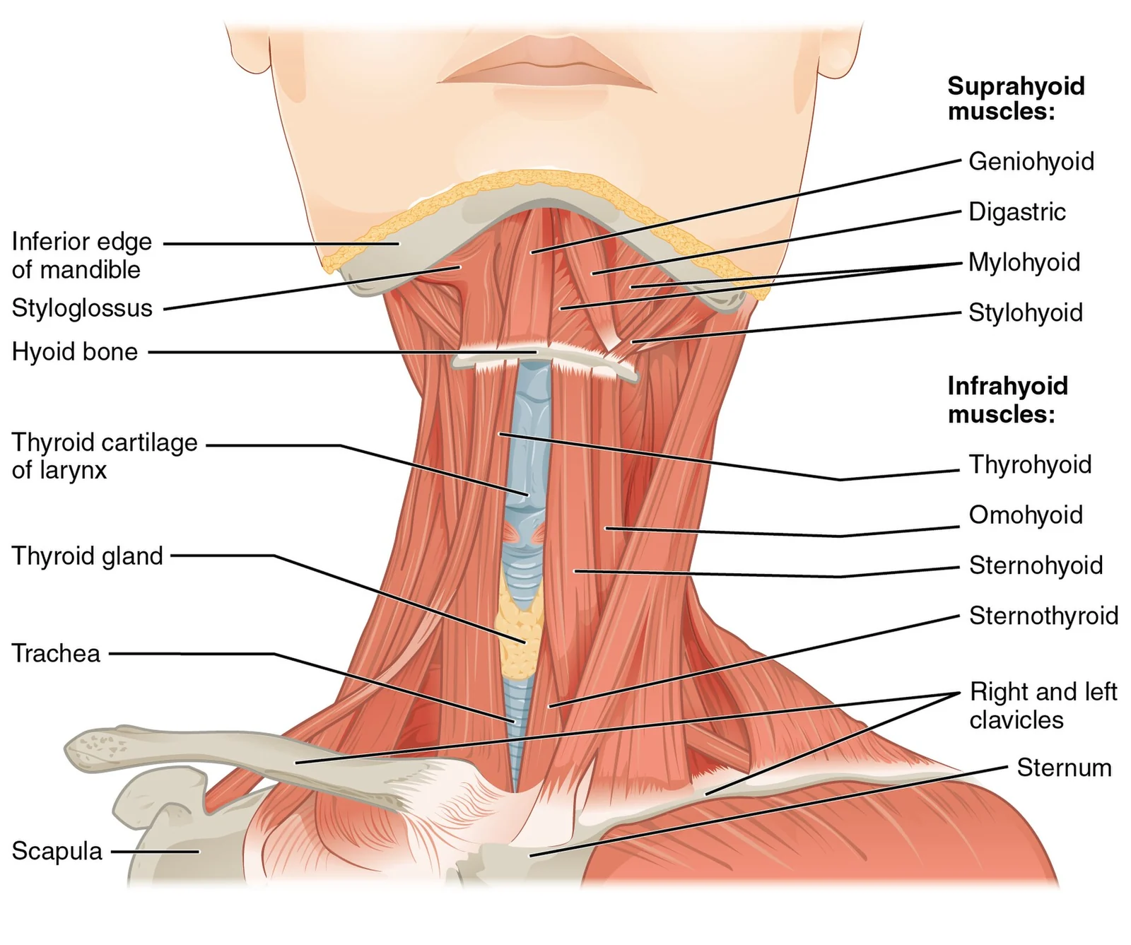 Anterior neck muscles: suprahyoid and infrahyoid groups.
