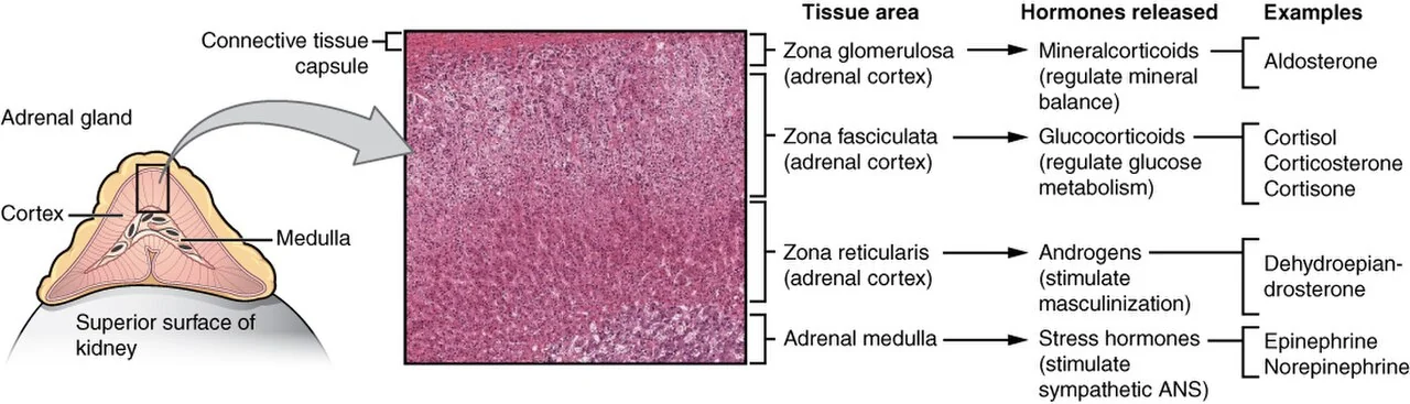 Zones of the adrenal cortex and the medulla.