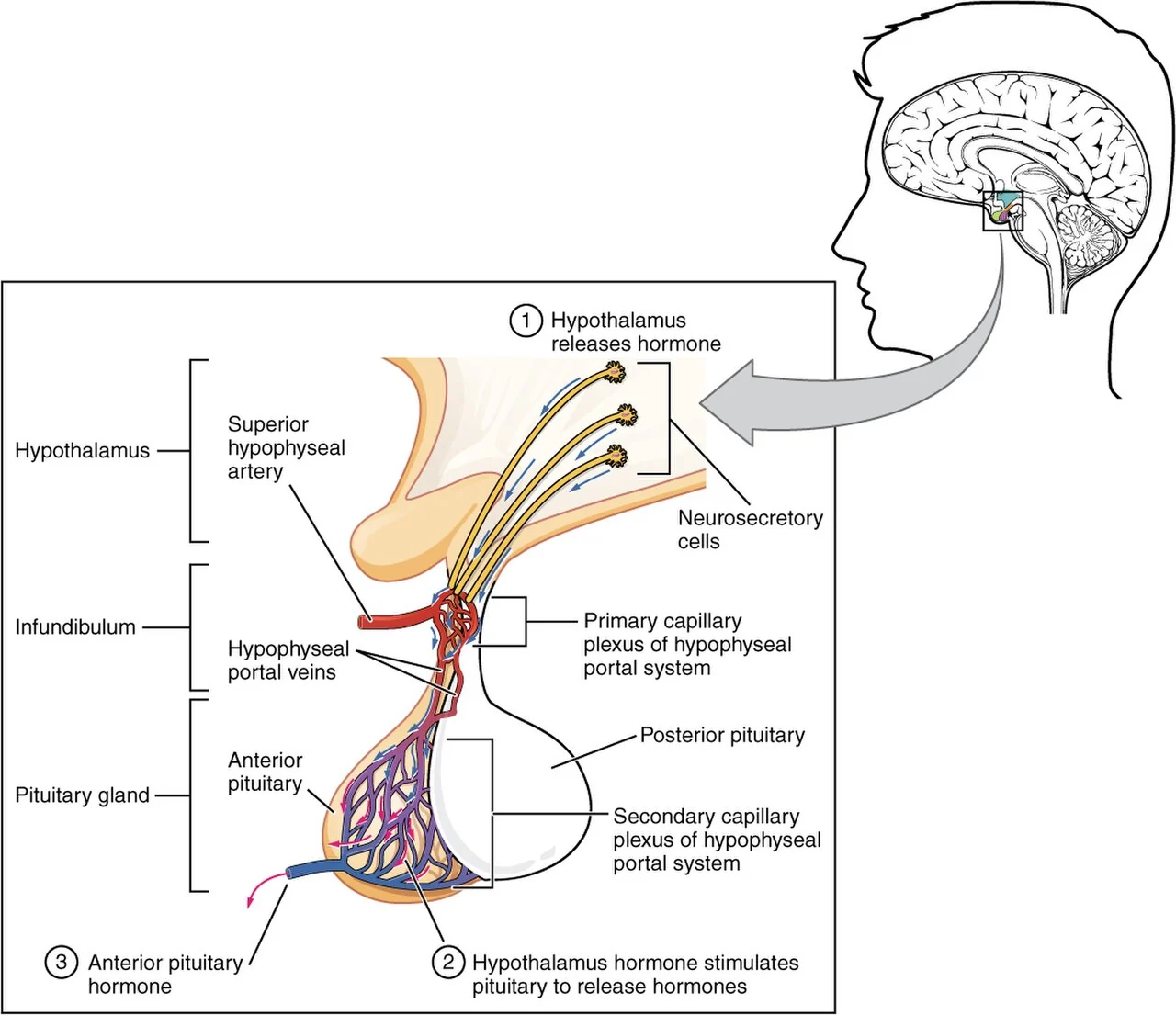 The hypophyseal portal system links hypothalamus and anterior pituitary.