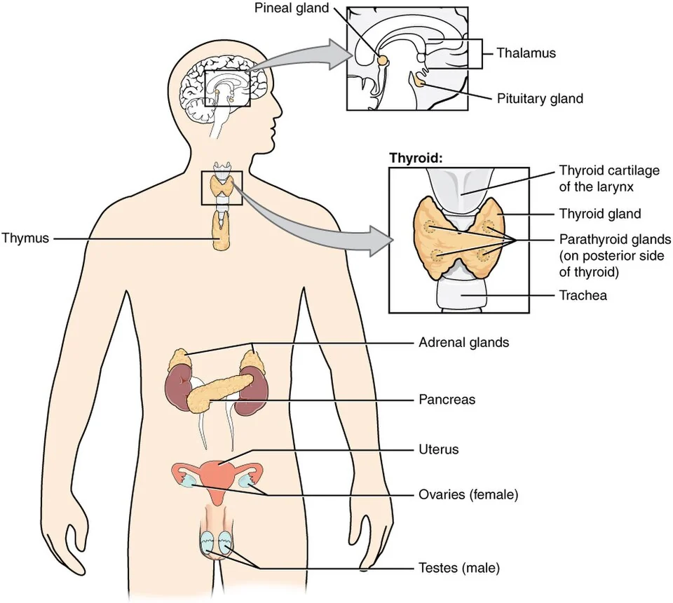 Major endocrine organs.