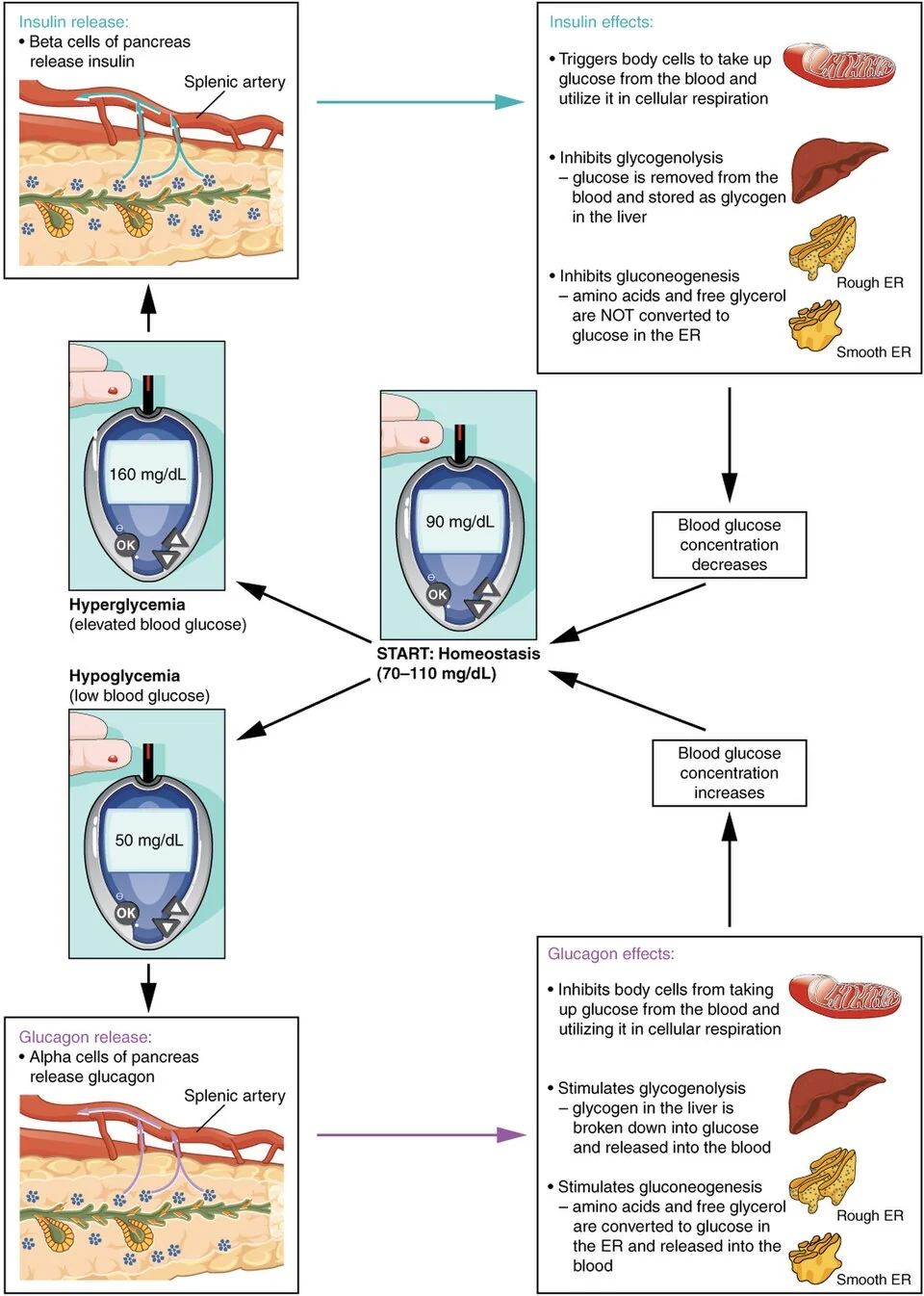 Insulin and glucagon regulate blood glucose by negative feedback.