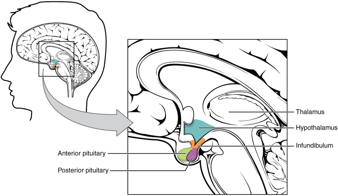 The hypothalamus–pituitary complex.