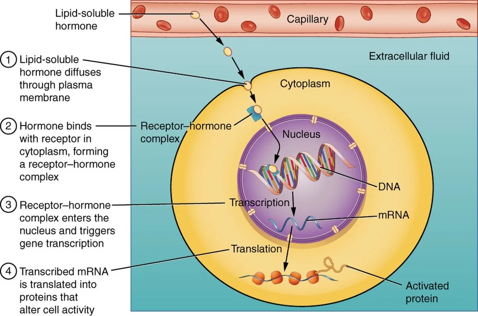 Lipid-soluble hormones act on intracellular receptors.