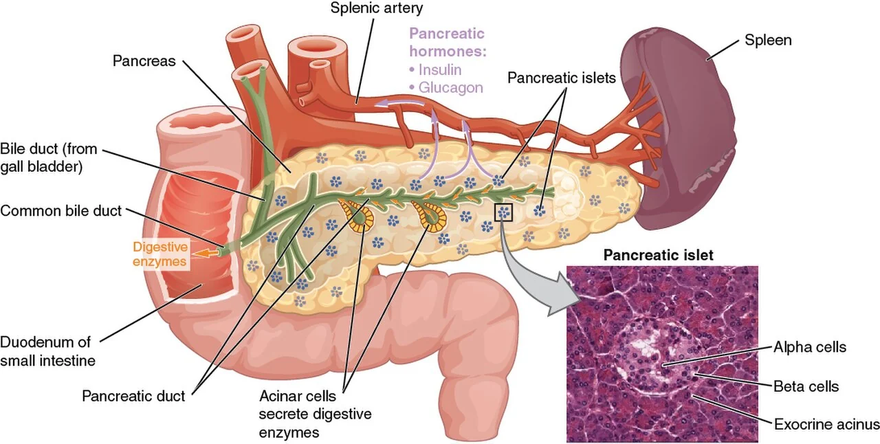 Exocrine acini and endocrine pancreatic islets.
