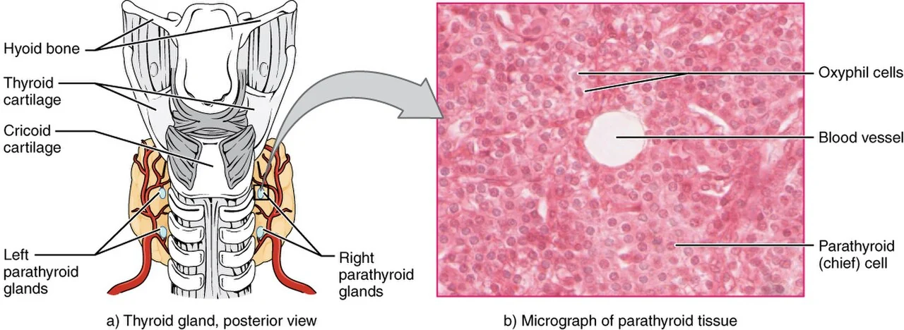 The parathyroid glands on the posterior thyroid.