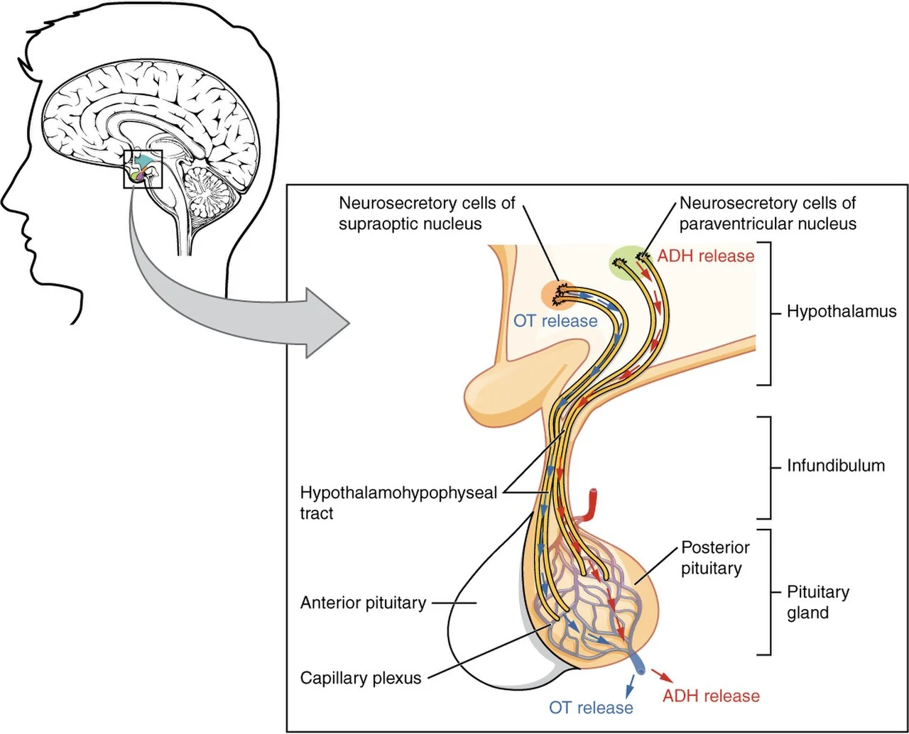 The posterior pituitary stores hormones made in the hypothalamus.