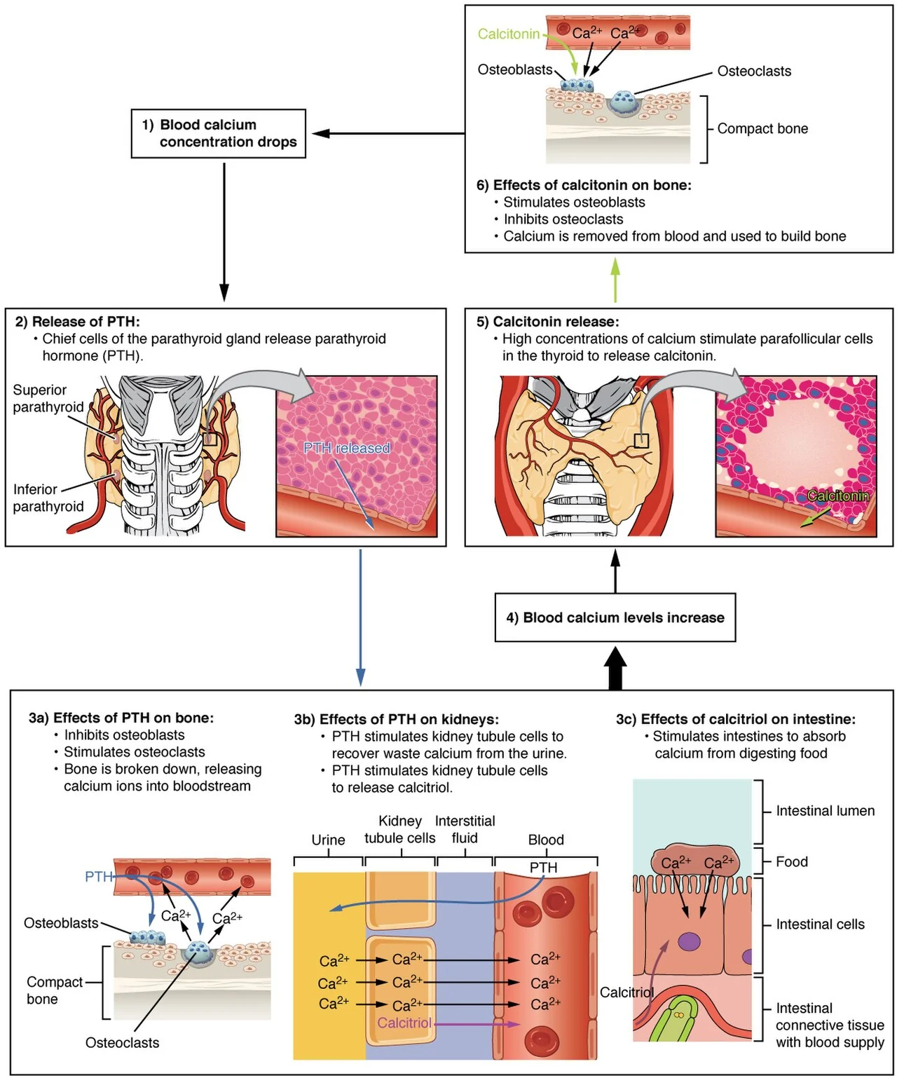 PTH and calcium homeostasis.
