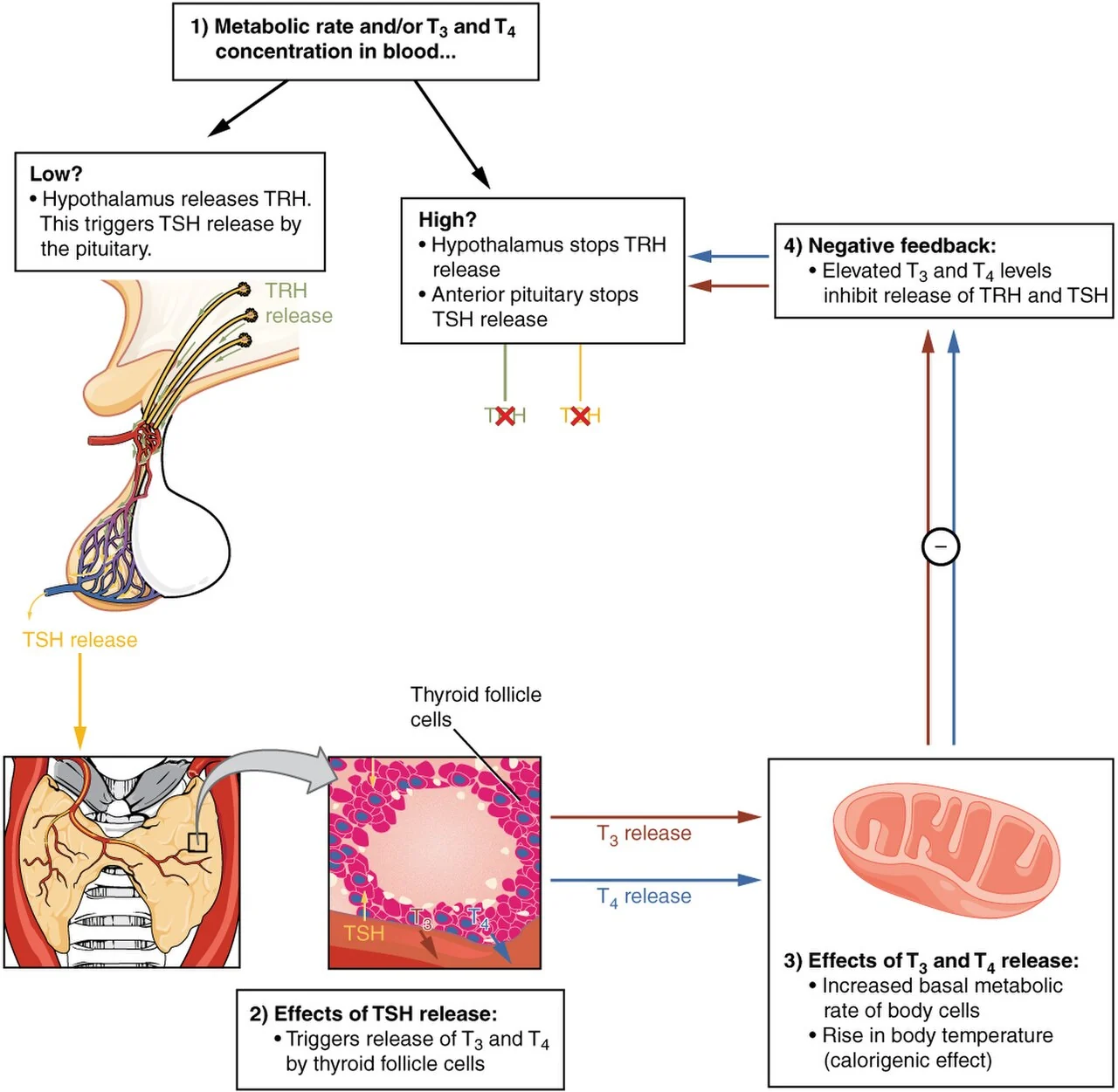 Negative feedback control of thyroid hormone.