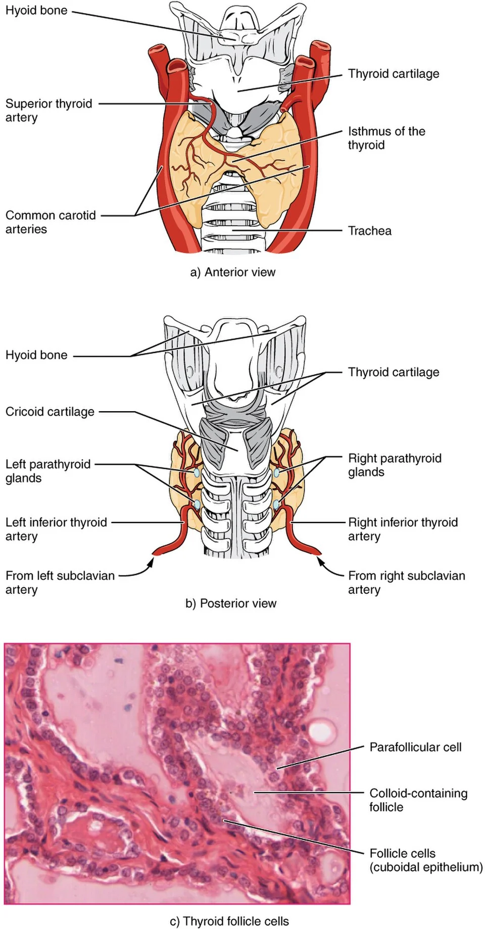 The thyroid gland and its follicles.