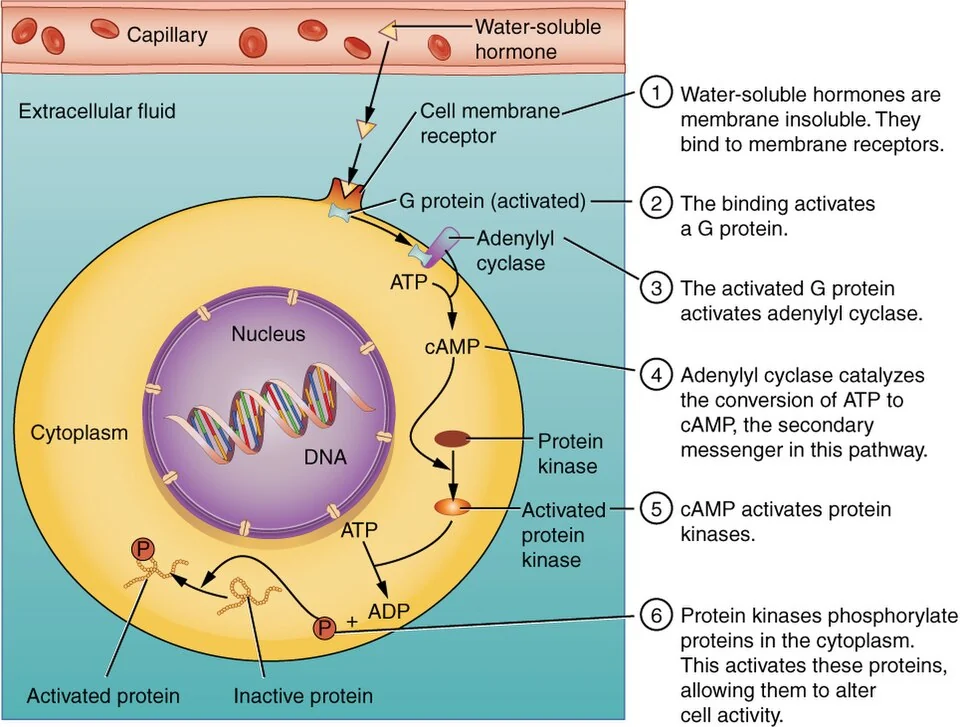 Water-soluble hormones act through second messengers.