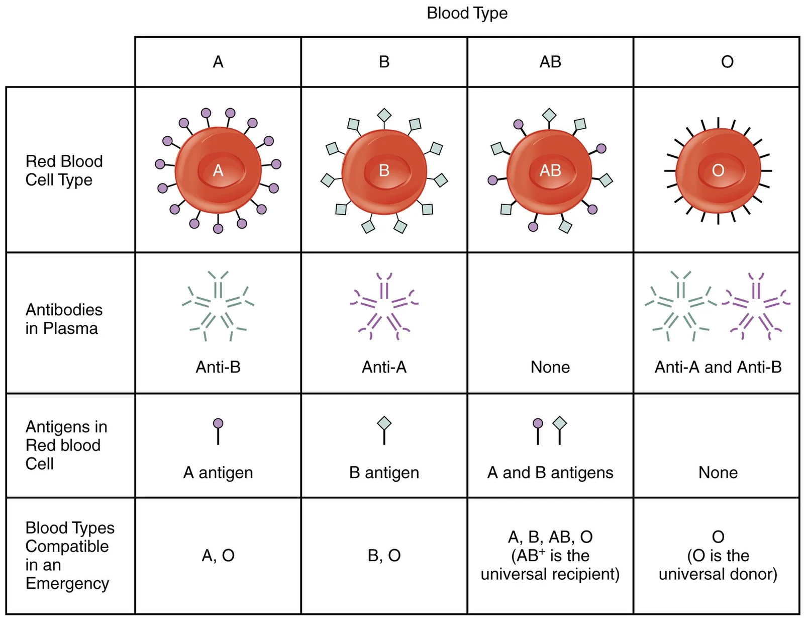 ABO blood groups.